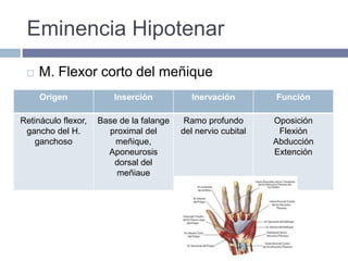 Eminencia Hipotenar
 M. Flexor corto del meñique
Origen Inserción Inervación Función
Retináculo flexor,
gancho del H.
ganchoso
Base de la falange
proximal del
meñique,
Aponeurosis
dorsal del
meñiaue
Ramo profundo
del nervio cubital
Oposición
Flexión
Abducción
Extención
 