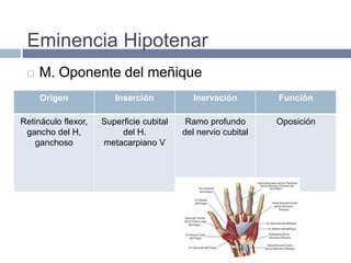 Eminencia Hipotenar
 M. Oponente del meñique
Origen Inserción Inervación Función
Retináculo flexor,
gancho del H,
ganchoso
Superficie cubital
del H.
metacarpiano V
Ramo profundo
del nervio cubital
Oposición
 