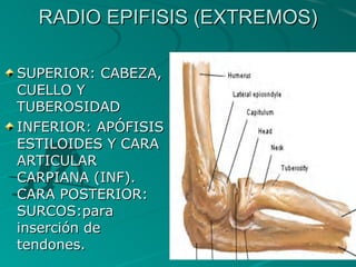 RADIO EPIFISIS (EXTREMOS) SUPERIOR: CABEZA,  CUELLO Y TUBEROSIDAD INFERIOR: APÓFISIS ESTILOIDES Y CARA ARTICULAR CARPIANA (INF).  CARA POSTERIOR:  SURCOS:para inserción de tendones. 