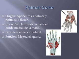  Origen: Aponeurosis palmar y
retináculo flexor.
 Inserción: Dermis de la piel del
borde medial de la mano.
 Lo inerva el nervio cubital.
 Función: Mejora el agarre.
 