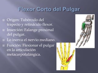  Origen: Tubérculo del
trapecio y retináculo flexor.
 Inserción: Falange proximal
del pulgar.
 Lo inerva el nervio mediano.
 Función: Flexionar el pulgar
en la articulación
metacarpofalángica.
 