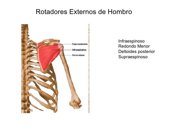 Musculos rotadores internos de hombro