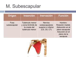 La capa fibrosa de la de la cápsula articular esta reforzada por ligamentos radiocarpianos palmares, radiocarpianos dorsales, ligamento colateral cubital y ligamento colateral radial.