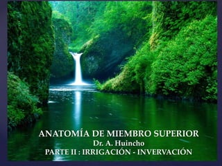 ANATOMÍA DE MIEMBRO SUPERIOR
Dr. A. Huincho
PARTE II : IRRIGACIÓN - INVERVACIÓN
 