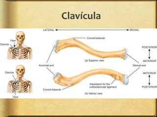 Clavícula 
 