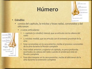 Húmero 
 Cóndilo: 
 consta del capítulo, la tróclea y fosas radial, coronoidea y del 
olécranon 
 2 caras articulares: 
 1. capítulo (o cóndilo): lateral, que se articula con la cabeza del 
radio 
 2. tróclea: medial, que se articula con el extremo proximal de la 
ulna 
 fosa coronoidea: en la cara anterior, recibe el proceso coronoides 
de la ulna durante la flexión completa 
 fosa radial: anterior y superior al capítulo, es poco profunda; 
acomoda a la cabeza del radio cuando el antebrazó está en 
flexión completa 
 fosa olecraneana: en la cara posterior, recibe el olécranon de la 
ulna durante la extensión completa 
 