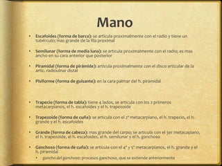 Mano 
 Escafoides (forma de barca): se articula proximalmente con el radio y tiene un 
tubérculo; mas grande de la fila proximal 
 Semilunar (forma de media luna): se articula proximalmente con el radio; es mas 
ancho en su cara anterior que posterior 
 Piramidal (forma de pirámide): articula proximalmente con el disco articular de la 
artic. radioulnar distal 
 Pisiforme (forma de guisante): en la cara palmar del h. piramidal 
 Trapecio (forma de tabla): tiene 4 lados, se articula con los 2 primeros 
metacarpianos, el h. escafoides y el h. trapezoide 
 Trapezoide (forma de cuña): se articula con el 2º metacarpiano, el h. trapecio, el h. 
grande y el h. escafoides 
 Grande (forma de cabeza): mas grande del carpo; se articula con el 3er metacapiano, 
el h. trapezoide, el h. escafoides, el h. semilunar y el h. ganchoso 
 Ganchoso (forma de cuña): se articula con el 4º y 5º metacarpianos, el h. grande y el 
h. piramidal 
 gancho del ganchoso: procesos ganchoso, que se extiende anteriormente 
 