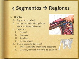 4 Segmentos  Regiones 
1. Hombro: 
A. Segmento proximal 
B. Incluye parte del tórax y dorso, 
lateral e inferior del cuello 
C. Regiones: 
i. Pectoral 
ii. Escapular 
iii. Deltoidea 
iv. Cervical lateral 
D. Cintura escapular (pectoral) 
i. Anillo incompleto (incompleto posterior) 
ii. Escapula, clavícula, manubrio del esternón 
 