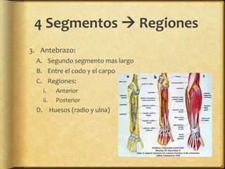 4 Segmentos  Regiones 
3. Antebrazo: 
A. Segundo segmento mas largo 
B. Entre el codo y el carpo 
C. Regiones: 
i. Anterior 
ii. Posterior 
D. Huesos (radio y ulna) 
 