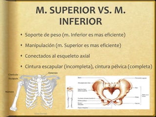 M. SUPERIOR VS. M. 
INFERIOR 
 Soporte de peso (m. Inferior es mas eficiente) 
 Manipulación (m. Superior es mas eficiente) 
 Conectados al esqueleto axial 
 Cintura escapular (incompleta), cintura pélvica (completa) 
 