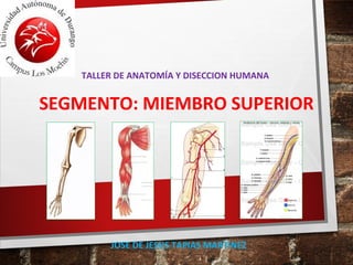 TALLER DE ANATOMÍA Y DISECCION HUMANA
SEGMENTO: MIEMBRO SUPERIOR
JOSE DE JESUS TAPIAS MARTINEZ
 