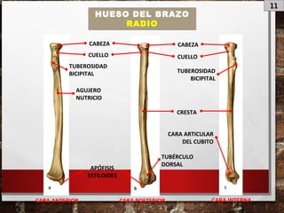 11
HUESO DEL BRAZO
RADIO
CABEZA CABEZA
CUELLOCUELLO
TUBEROSIDAD
BICIPITAL TUBEROSIDAD
BICIPITAL
AGUJERO
NUTRICIO
CRESTA
APÓFISIS
ESTILOIDES
TUBÉRCULO
DORSAL
CARA ARTICULAR
DEL CUBITO
CARA ANTERIOR CARA POSTERIOR CARA INTERNA
 