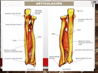 13
ARTICULACIÓN
RADIOCUBITAL
 