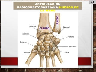 14
ARTICULACIÓN
RADIOCUBITOCARPIANA HUESOS DE
LA MANO
CÚBITO
RADIO
 