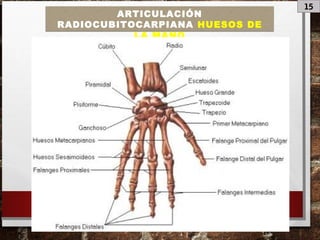 15
ARTICULACIÓN
RADIOCUBITOCARPIANA HUESOS DE
LA MANO
 