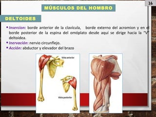 16
MÚSCULOS DEL HOMBRO
•Insercion: borde anterior de la clavícula, borde externo del acromion y en el
borde posterior de la espina del omóplato desde aquí se dirige hacia la “V”
deltoidea.
•Inervación: nervio circunflejo.
•Acción: abductor y elevador del brazo
DELTOIDES
 
