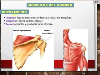 17
MÚSCULOS DEL HOMBRO
•Inserción: fosa supraespinosa y faceta articular del troquÍter.
•Inervación: nervio supraescapular.
•Acción: abductor y gira hacia fuera el brazo.
SUPRAESPINO
SO
 