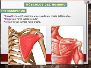 18
MÚSCULOS DEL HOMBRO
•Inserción: fosa infraespinosa y faceta articular media del troquíter.
•Inervación: ramo supraescapular.
•Acción: gira al húmero hacia afuera.
INFRAESPINOS
O
 