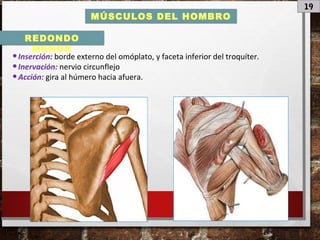 19
MÚSCULOS DEL HOMBRO
•Inserción: borde externo del omóplato, y faceta inferior del troquíter.
•Inervación: nervio circunflejo
•Acción: gira al húmero hacia afuera.
REDONDO
MENOR
 