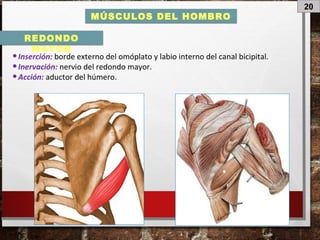 20
MÚSCULOS DEL HOMBRO
•Inserción: borde externo del omóplato y labio interno del canal bicipital.
•Inervación: nervio del redondo mayor.
•Acción: aductor del húmero.
REDONDO
MAYOR
 