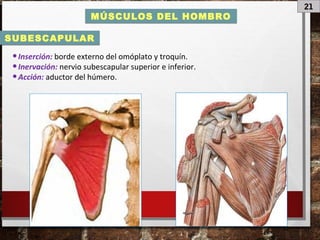 21
MÚSCULOS DEL HOMBRO
•Inserción: borde externo del omóplato y troquín.
•Inervación: nervio subescapular superior e inferior.
•Acción: aductor del húmero.
SUBESCAPULAR
 