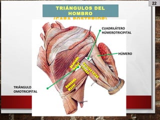 22
TRIÁNGULOS DEL
HOMBRO
(CARA POSTERIOR)
Porción
Larga
Porción
Larga
Tríceps
Tríceps
Redondo
Redondo
M
ayor
M
ayor
Redondo
Redondo
Menor
Menor
HÚMERO
CUADRILÁTERO
HÚMEROTRICIPITAL
TRIÁNGULO
OMOTRICIPITAL
 