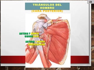 23
TRIÁNGULOS DEL
HOMBRO
(CARA POSTERIOR)
ARTERIA YARTERIA Y NERVIONERVIO
CIRCUNCIRCUNFLEJOFLEJO
ARTERIAARTERIA Y NERVIOY NERVIO
SUBESCAPULARSUBESCAPULAR
 