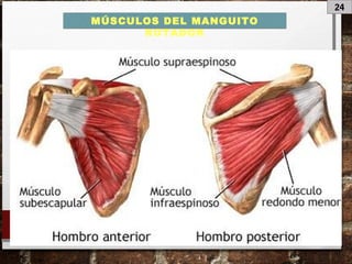 24
MÚSCULOS DEL MANGUITO
ROTADOR
 