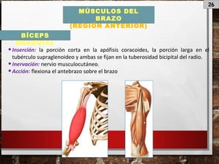 26
MÚSCULOS DEL
BRAZO
(REGIÓN ANTERIOR)
•Inserción: la porción corta en la apófisis coracoides, la porción larga en el
tubérculo supraglenoideo y ambas se fijan en la tuberosidad bicipital del radio.
•Inervación: nervio musculocutáneo.
•Acción: flexiona el antebrazo sobre el brazo
BÍCEPS
BRAQUIAL
 