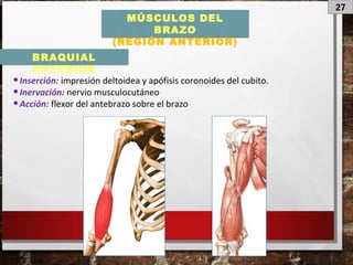 27
MÚSCULOS DEL
BRAZO
(REGIÓN ANTERIOR)
•Inserción: impresión deltoidea y apófisis coronoides del cubito.
•Inervación: nervio musculocutáneo
•Acción: flexor del antebrazo sobre el brazo
BRAQUIAL
ANTERIOR
 