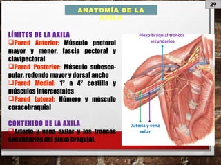 29
ANATOMÍA DE LA
AXILA
LÍMITES DE LA AXILA
Pared Anterior: Músculo pectoral
mayor y menor, fascia pectoral y
clavipectoral
Pared Posterior: Músculo subesca-
pular, redondo mayor y dorsal ancho
Pared Medial: 1° a 4° costilla y
músculos intercostales
Pared Lateral: Húmero y músculo
coracobraquial
CONTENIDO DE LA AXILA
Arteria y vena axilar y los troncos
secundarios del plexo braquial.
Arteria y vena
axilar
Plexo braquial troncos
secundarios
 