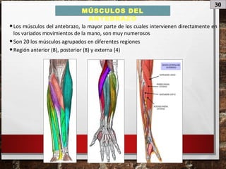 30
MÚSCULOS DEL
ANTEBRAZO
•Los músculos del antebrazo, la mayor parte de los cuales intervienen directamente en
los variados movimientos de la mano, son muy numerosos
•Son 20 los músculos agrupados en diferentes regiones
•Región anterior (8), posterior (8) y externa (4)
 