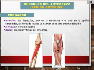 31
MÚSCULOS DEL ANTEBRAZO
(REGIÓN ANTERIOR)
•Inserción: dos fascículos, uno en la epitróclea y el otro en la apófisis
coronoides, las fibras de los dos se insertan en la cara externa del radio.
•Inervación: nervio mediano.
•Acción: pronador y flexor del antebrazo
PRONADOR
REDONDO
 