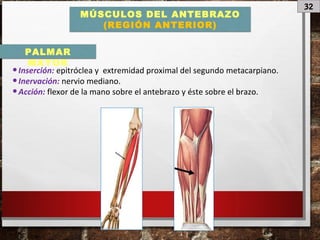 32
MÚSCULOS DEL ANTEBRAZO
(REGIÓN ANTERIOR)
•Inserción: epitróclea y extremidad proximal del segundo metacarpiano.
•Inervación: nervio mediano.
•Acción: flexor de la mano sobre el antebrazo y éste sobre el brazo.
PALMAR
MAYOR
 