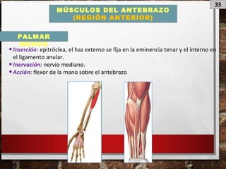33
MÚSCULOS DEL ANTEBRAZO
(REGIÓN ANTERIOR)
•Inserción: epitróclea, el haz externo se fija en la eminencia tenar y el interno en
el ligamento anular.
•Inervación: nervio mediano.
•Acción: flexor de la mano sobre el antebrazo
PALMAR
MENOR
 