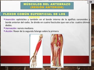 34
MÚSCULOS DEL ANTEBRAZO
(REGIÓN ANTERIOR)
•Inserción: epitróclea y también en el borde interno de la apófisis coronoides y
borde anterior del radio. Se divide en cuatro fascículos que van a los cuatro últimos
dedos.
•Inervación: nervio mediano.
•Acción: flexor de la segunda falange sobre la primera
FLEXOR COMÚN SUPERFICIAL DE LOS
DEDOS
 