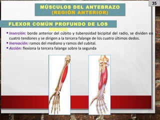 35
MÚSCULOS DEL ANTEBRAZO
(REGIÓN ANTERIOR)
•Inserción: borde anterior del cúbito y tuberosidad bicipital del radio, se dividen en
cuatro tendones y se dirigen a la tercera falange de los cuatro últimos dedos.
•Inervación: ramos del mediano y ramos del cubital.
•Acción: flexiona la tercera falange sobre la segunda
FLEXOR COMÚN PROFUNDO DE LOS
DEDOS
 