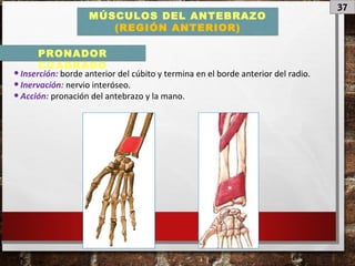 37
MÚSCULOS DEL ANTEBRAZO
(REGIÓN ANTERIOR)
•Inserción: borde anterior del cúbito y termina en el borde anterior del radio.
•Inervación: nervio interóseo.
•Acción: pronación del antebrazo y la mano.
PRONADOR
CUADRADO
 