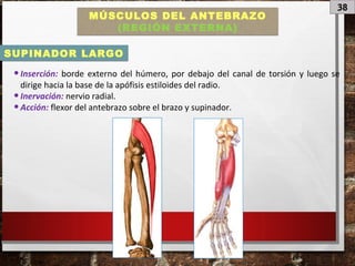 38
MÚSCULOS DEL ANTEBRAZO
(REGIÓN EXTERNA)
•Inserción: borde externo del húmero, por debajo del canal de torsión y luego se
dirige hacia la base de la apófisis estiloides del radio.
•Inervación: nervio radial.
•Acción: flexor del antebrazo sobre el brazo y supinador.
SUPINADOR LARGO
 