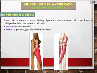 39
MÚSCULOS DEL ANTEBRAZO
(REGIÓN EXTERNA)
•Inserción: borde externo del cúbito y ligamento lateral externo del codo y luego se
dirigen hacia la cara anterior del radio.
•Inervación: nervio radial.
•Acción: supinador, gira el radio hacia afuera
SUPINADOR CORTO
 