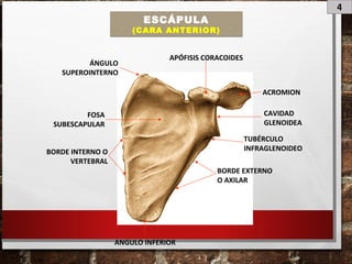 4
ESCÁPULA
(CARA ANTERIOR)
FOSA
SUBESCAPULAR
ACROMION
APÓFISIS CORACOIDES
CAVIDAD
GLENOIDEA
BORDE EXTERNO
O AXILAR
ÁNGULO
SUPEROINTERNO
ANGULO INFERIOR
BORDE INTERNO O
VERTEBRAL
TUBÉRCULO
INFRAGLENOIDEO
 