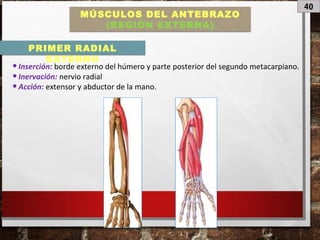 40
MÚSCULOS DEL ANTEBRAZO
(REGIÓN EXTERNA)
•Inserción: borde externo del húmero y parte posterior del segundo metacarpiano.
•Inervación: nervio radial
•Acción: extensor y abductor de la mano.
PRIMER RADIAL
EXTERNO
 