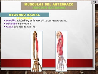 41
MÚSCULOS DEL ANTEBRAZO
(REGIÓN EXTERNA)
•Inserción: epicóndilo y en la base del tercer metacarpiano.
•Inervación: nervio radial.
•Acción: extensor de la mano.
SEGUNDO RADIAL
EXTERNO
 