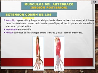 42
MÚSCULOS DEL ANTEBRAZO
(REGIÓN POSTERIOR)
•Inserción: epicóndilo y luego se dirigen hacia abajo en tres fascículos, el interno
tiene dos tendones para el dedo anular y meñique, el medio para el dedo medio y
el externo para el índice.
•Inervación: nervio radial.
•Acción: extensor de las falanges sobre la mano y este sobre el antebrazo.
EXTENSOR COMÚN DE LOS
DEDOS
 