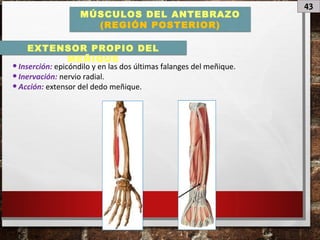 43
MÚSCULOS DEL ANTEBRAZO
(REGIÓN POSTERIOR)
•Inserción: epicóndilo y en las dos últimas falanges del meñique.
•Inervación: nervio radial.
•Acción: extensor del dedo meñique.
EXTENSOR PROPIO DEL
MEÑIQUE
 
