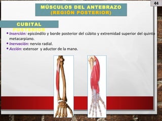 44
MÚSCULOS DEL ANTEBRAZO
(REGIÓN POSTERIOR)
•Inserción: epicóndilo y borde posterior del cúbito y extremidad superior del quinto
metacarpiano.
•Inervación: nervio radial.
•Acción: extensor y aductor de la mano.
CUBITAL
POSTERIOR
 