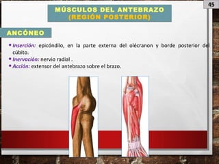 45
MÚSCULOS DEL ANTEBRAZO
(REGIÓN POSTERIOR)
•Inserción: epicóndilo, en la parte externa del olécranon y borde posterior del
cúbito.
•Inervación: nervio radial .
•Acción: extensor del antebrazo sobre el brazo.
ANCÓNEO
 