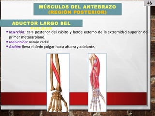46
MÚSCULOS DEL ANTEBRAZO
(REGIÓN POSTERIOR)
•Inserción: cara posterior del cúbito y borde externo de la extremidad superior del
primer metacarpiano.
•Inervación: nervio radial.
•Acción: lleva el dedo pulgar hacia afuera y adelante.
ADUCTOR LARGO DEL
PULGAR
 