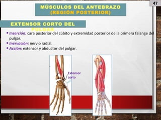 47
MÚSCULOS DEL ANTEBRAZO
(REGIÓN POSTERIOR)
•Inserción: cara posterior del cúbito y extremidad posterior de la primera falange del
pulgar.
•Inervación: nervio radial.
•Acción: extensor y abductor del pulgar.
EXTENSOR CORTO DEL
PULGAR
Extensor
corto
 