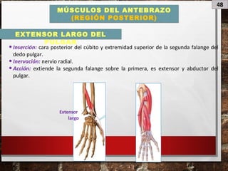 48
MÚSCULOS DEL ANTEBRAZO
(REGIÓN POSTERIOR)
•Inserción: cara posterior del cúbito y extremidad superior de la segunda falange del
dedo pulgar.
•Inervación: nervio radial.
•Acción: extiende la segunda falange sobre la primera, es extensor y abductor del
pulgar.
EXTENSOR LARGO DEL
PULGAR
Extensor
largo
 